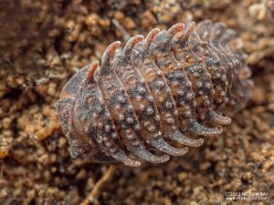 Armadillidae sp. - Choco Drizzle Guadeloupe