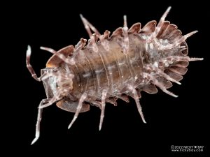 Armadillidae sp. - Choco Drizzle Guadeloupe