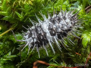 Armadillidae - Laureola sp. White Skull Spiky