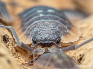 Porcellionidae - Porcellio duboscqui troglophila