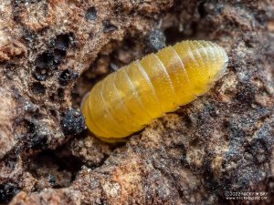 Scleropactidae - Soil Yellow
