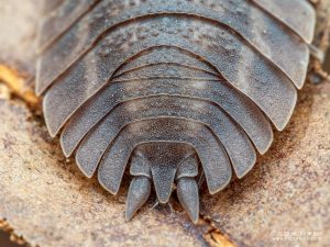 Trachelipodidae - Trachelipus cf rhinoceros