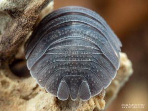 Armadillidiidae - Armadillidium pallasii Kotor