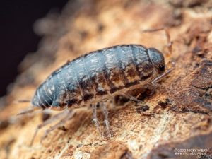 Philosciidae - Chaetophiloscia sp Kotor