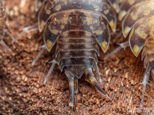 Philosciidae - Anchiphiloscia sp Checkered Wasp