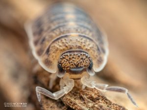 Porcellionidae - Porcellio lamellatus
