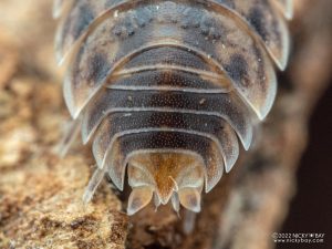 Porcellionidae - Porcellio lamellatus