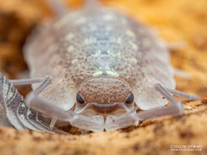Porcellionidae - Porcellio nicklesi Tang