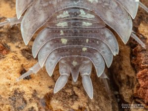 Porcellionidae - Porcellio nicklesi Tang