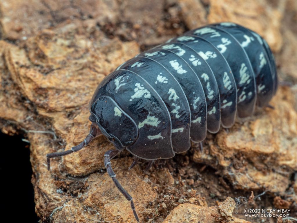 Armadillidiidae - Armadillidium vulgare Big Spot