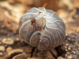 Eubellidae - Mesarmadillo sp Nigeria