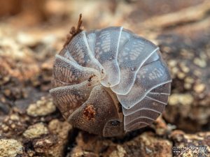 Eubellidae - Mesarmadillo sp Nigeria