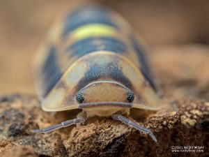 Armadillidae - Cubaris sp. Firefly