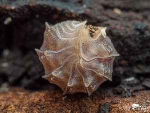 Armadillidae sp. - Draco Spiky