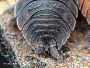 Porcellionidae - Porcellio scaber