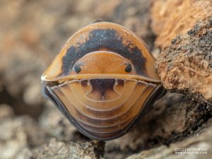 Armadillidae - Cubaris sp. Emperor Bee