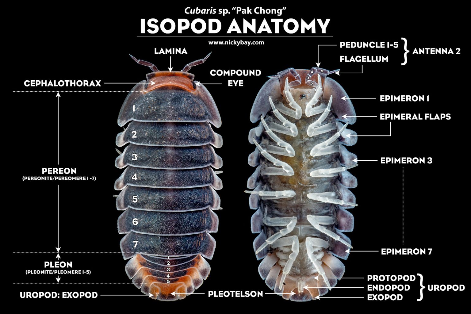 Anatomy of a pillbug