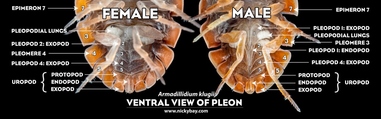 Differences between male and female isopods