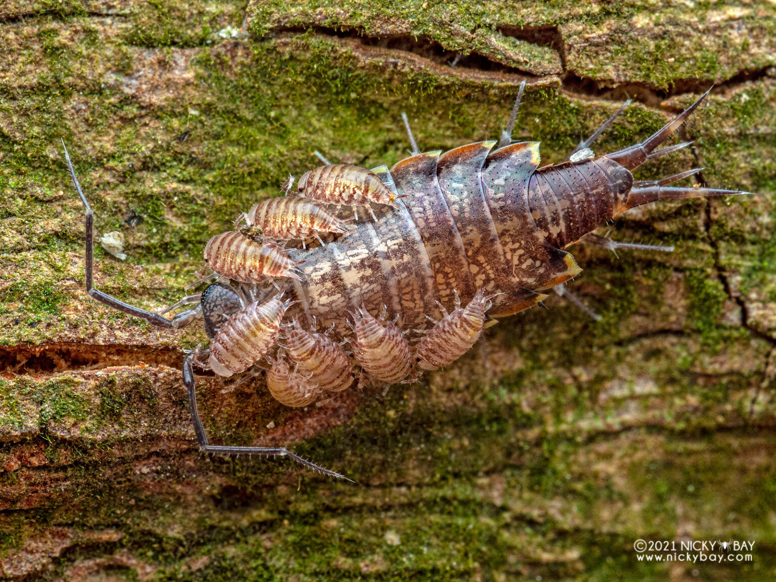 Burmoniscus sp. with mancae clinging on to her back like riding a school bus