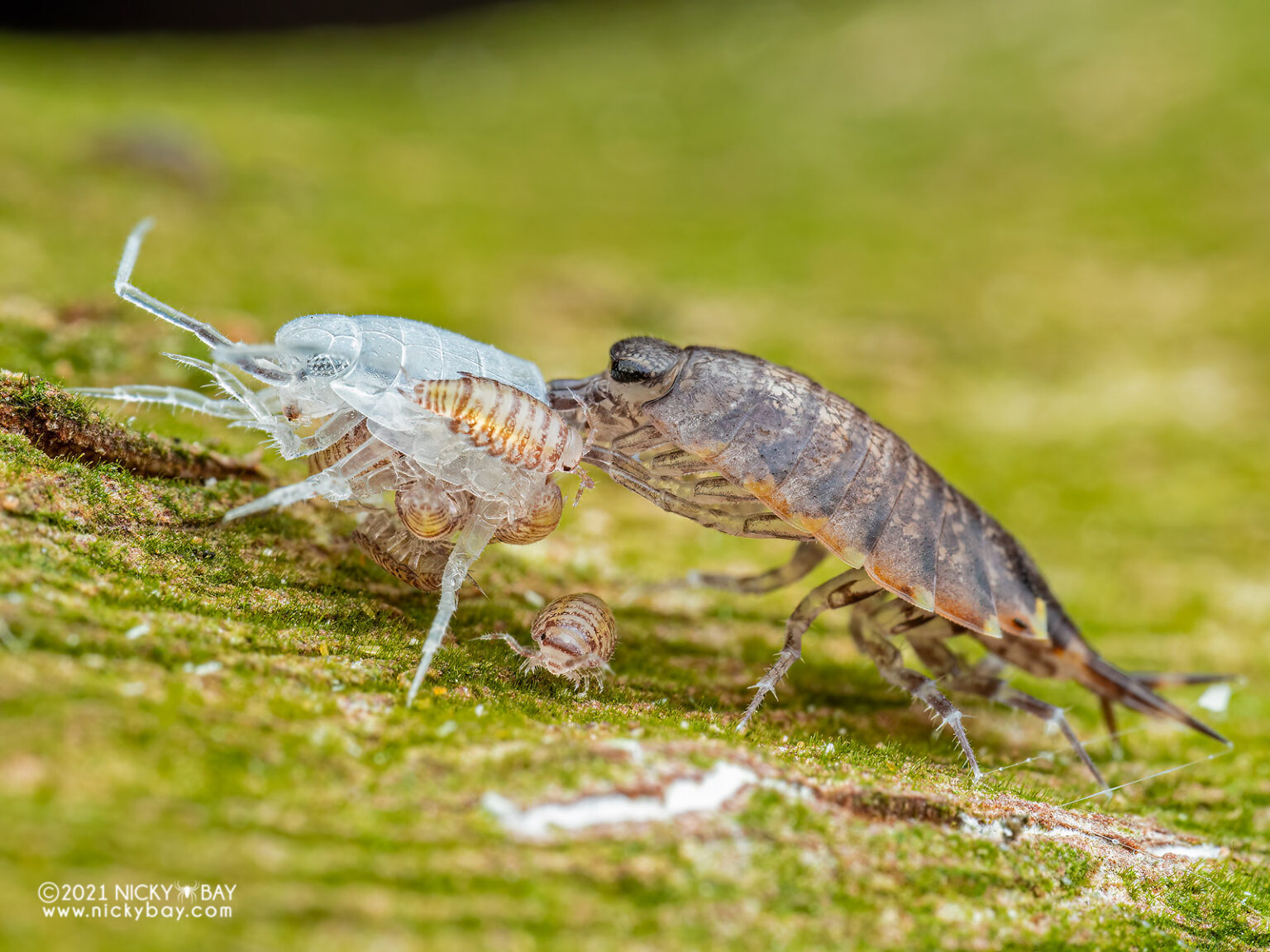 Burmoniscus sp. mancae feeding on their mother's exoskeleton while she completes her moult