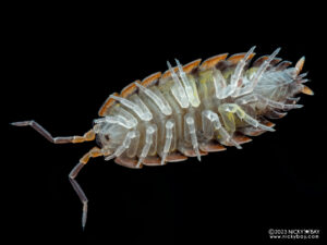 Porcellionidae - Porcellionides sp. Big Pine Key
