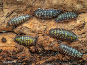 Porcellionidae - Porcellionides sp. Big Pine Key